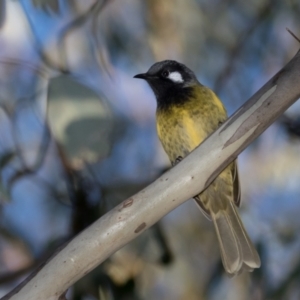 Nesoptilotis leucotis at Holt, ACT - 31 May 2021