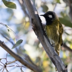 Nesoptilotis leucotis at Holt, ACT - 31 May 2021