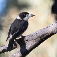 Cracticus torquatus (Grey Butcherbird) at The Pinnacle - 31 May 2021 by kasiaaus