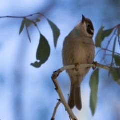 Melithreptus brevirostris (Brown-headed Honeyeater) at Holt, ACT - 31 May 2021 by kasiaaus