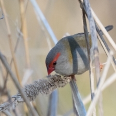 Neochmia temporalis (Red-browed Finch) at Holt, ACT - 31 May 2021 by kasiaaus