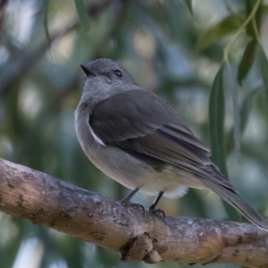 Pachycephala pectoralis at Holt, ACT - 31 May 2021