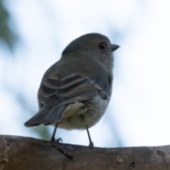 Pachycephala pectoralis at Holt, ACT - 31 May 2021