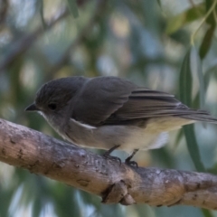 Pachycephala pectoralis at Holt, ACT - 31 May 2021