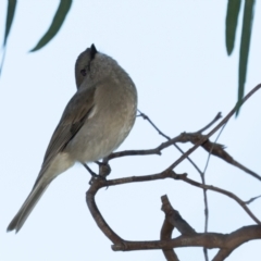 Pachycephala pectoralis at Holt, ACT - 31 May 2021