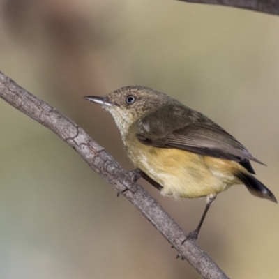 Acanthiza reguloides (Buff-rumped Thornbill) at Holt, ACT - 31 May 2021 by kasiaaus
