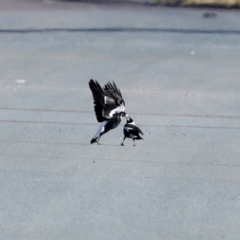 Gymnorhina tibicen (Australian Magpie) at Hume, ACT - 31 May 2021 by RodDeb