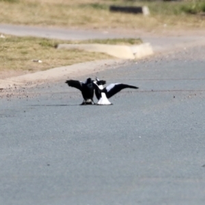 Gymnorhina tibicen at Hume, ACT - 31 May 2021