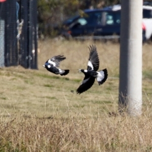 Gymnorhina tibicen at Hume, ACT - 31 May 2021