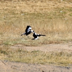 Gymnorhina tibicen at Hume, ACT - 31 May 2021