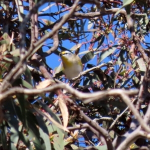 Pardalotus striatus at Hume, ACT - 31 May 2021