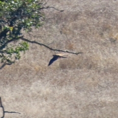 Falco berigora at Hume, ACT - 31 May 2021 01:03 PM