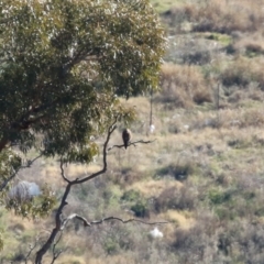 Falco berigora at Hume, ACT - 31 May 2021 01:03 PM