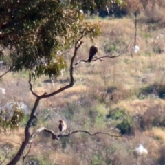 Falco berigora at Hume, ACT - 31 May 2021 01:03 PM