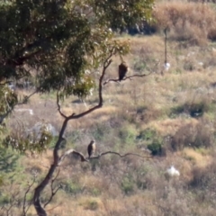 Falco berigora at Hume, ACT - 31 May 2021 01:03 PM