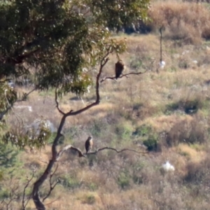 Falco berigora at Hume, ACT - 31 May 2021 01:03 PM