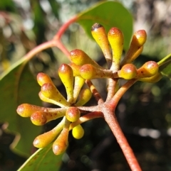 Eucalyptus dives (Broad-leaved Peppermint) at Holt, ACT - 31 May 2021 by drakes