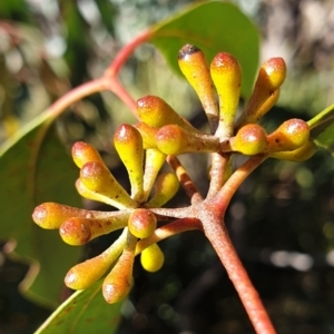 Eucalyptus dives at Holt, ACT - 31 May 2021