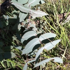 Eucalyptus dives at Holt, ACT - 31 May 2021