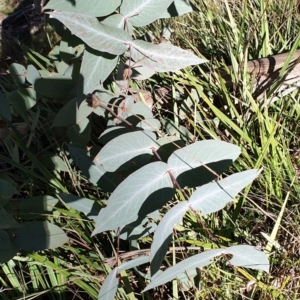 Eucalyptus dives at Holt, ACT - 31 May 2021