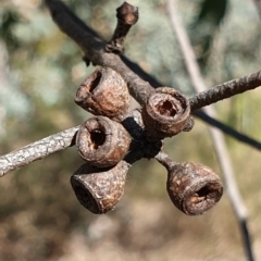 Eucalyptus dives at Holt, ACT - 31 May 2021