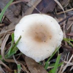 zz agaric (stem; gills white/cream) at Mount Painter - 27 May 2021 by drakes