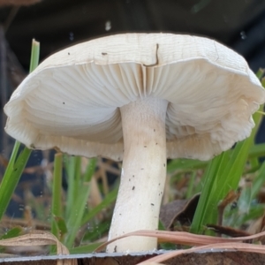 zz agaric (stem; gills white/cream) at Cook, ACT - 28 May 2021 09:36 AM