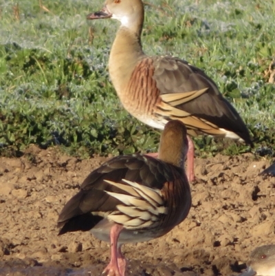 Dendrocygna eytoni (Plumed Whistling-Duck) at Bungendore, NSW - 22 May 2021 by RobParnell