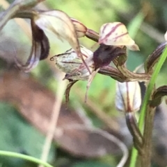 Acianthus collinus at Downer, ACT - suppressed