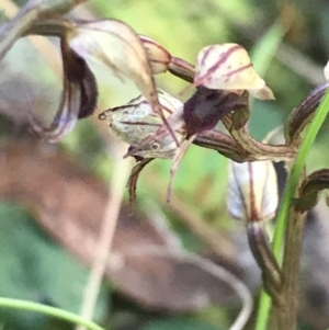 Acianthus collinus at Downer, ACT - suppressed