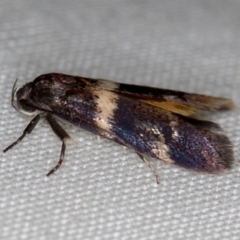 Crossophora semiota (A Concealer moth) at Melba, ACT - 10 Nov 2020 by Bron