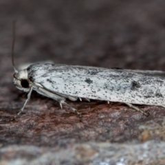 Oecophoridae provisional species 2 at Melba, ACT - 10 Nov 2020 by Bron