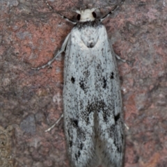 Oecophoridae provisional species 2 at Melba, ACT - 10 Nov 2020 12:20 AM