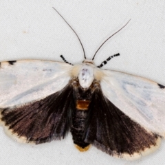 Unnamed genus and species (A Timber moth (subfamily Xyloryctidae)) at Melba, ACT - 10 Nov 2020 by Bron