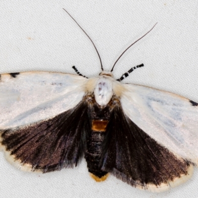 Unnamed genus and species (A Timber moth (subfamily Xyloryctidae)) at Melba, ACT - 10 Nov 2020 by Bron