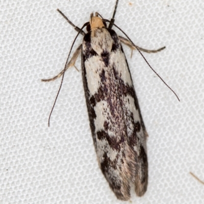 Eusemocosma pruinosa (Philobota Group Concealer Moth) at Melba, ACT - 10 Nov 2020 by Bron