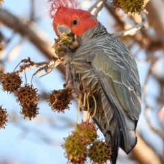 Callocephalon fimbriatum (Gang-gang Cockatoo) at West Albury, NSW - 31 May 2021 by ghardham