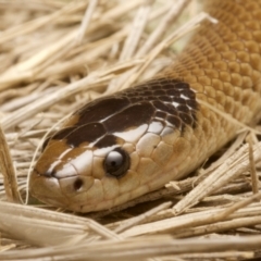 Parasuta flagellum (Little Whip-snake) by BrianLR