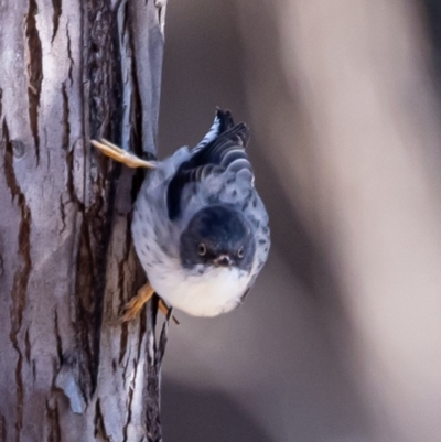 Daphoenositta chrysoptera (Varied Sittella) at Coree, ACT - 29 May 2021 by JohnHurrell