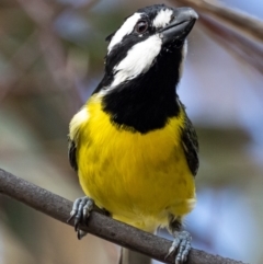 Falcunculus frontatus (Eastern Shrike-tit) at Booth, ACT - 9 Apr 2021 by JohnHurrell