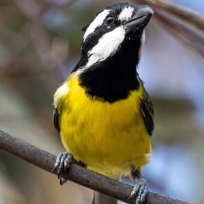 Falcunculus frontatus (Eastern Shrike-tit) at Booth, ACT - 8 Apr 2021 by JohnHurrell