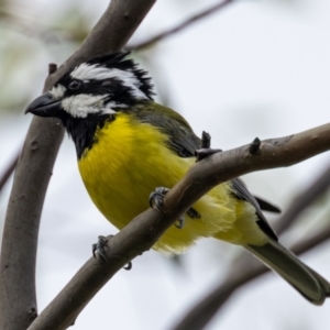 Falcunculus frontatus at Booth, ACT - 9 Apr 2021 09:47 AM