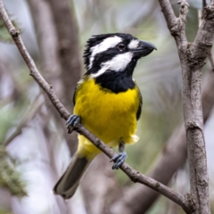 Falcunculus frontatus at Booth, ACT - 9 Apr 2021 09:47 AM