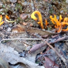 Clavulinopsis amoena (Yellow club) at Paddys River, ACT - 30 May 2021 by BarrieR