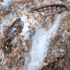 Embioptera (order) (Unidentified webspinner) at Majura, ACT - 20 Aug 2020 by jb2602