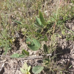 Oxytes brachypoda (Large Tick-trefoil) at Rob Roy Range - 30 Mar 2021 by MichaelBedingfield