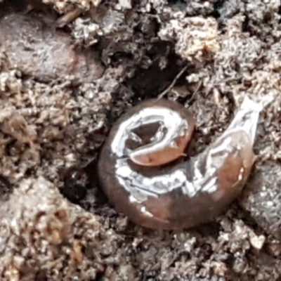 Anisorhynchodemus sp. (genus) (A flatworm) at Point 93 - 1 Jun 2021 by trevorpreston