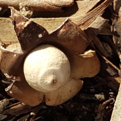Geastrum sp. (genus) (An earthstar) at O'Connor, ACT - 1 Jun 2021 by trevorpreston