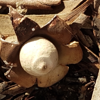 Geastrum sp. (genus) (An earthstar) at O'Connor, ACT - 1 Jun 2021 by trevorpreston