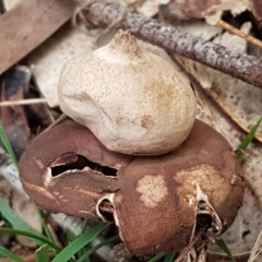 Geastrum sp. at O'Connor, ACT - 1 Jun 2021 10:55 AM